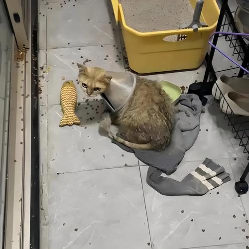 猫咪自己在家能生存多久?