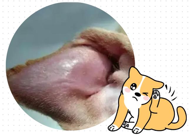 狗狗得了耳血肿在耳朵上打针好还是在脖子上打针好