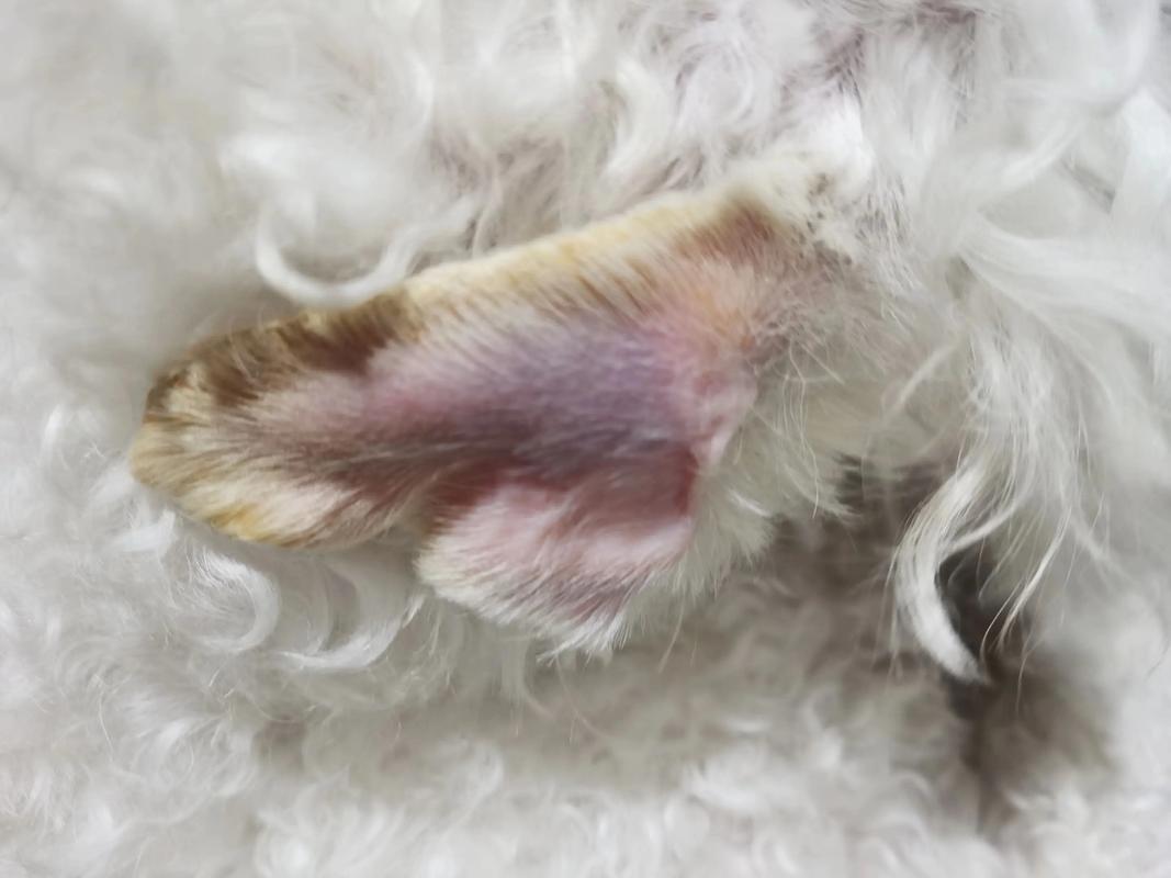 狗狗耳血肿该怎么治疗?