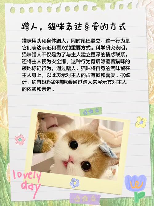 9个猫咪爱你的表现