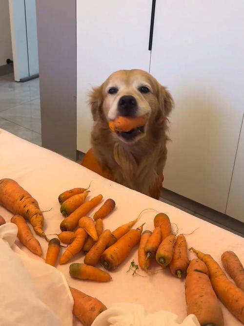 狗狗能吃红皮萝卜吗熟的