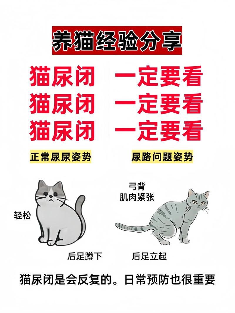 小猫得了尿结石会自愈吗?