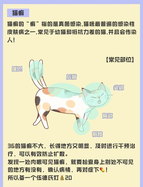 猫咪自发性膀胱炎——FIC(压力病)