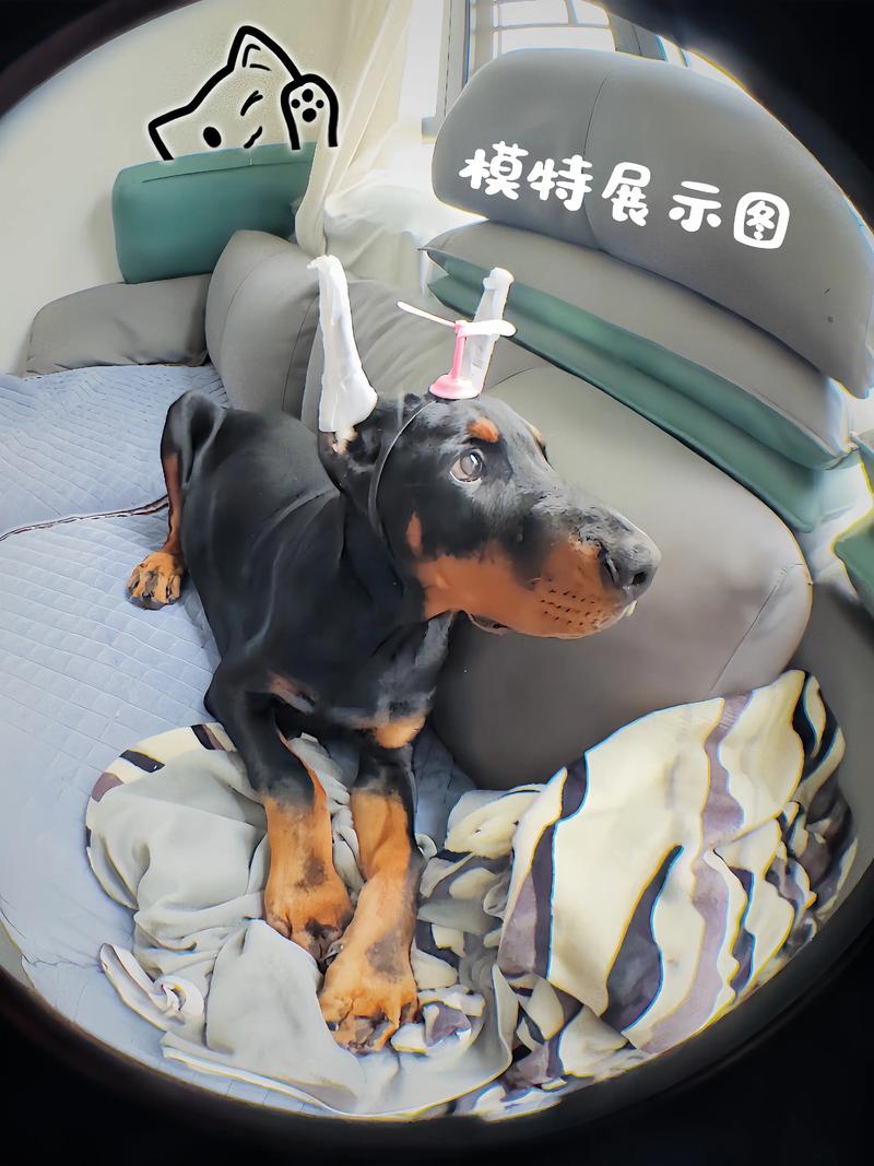 狗狗立耳最简单方法