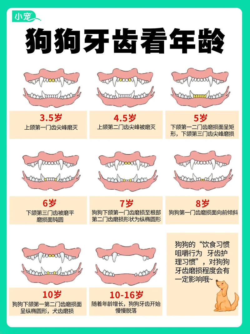 狗狗如何判断年龄