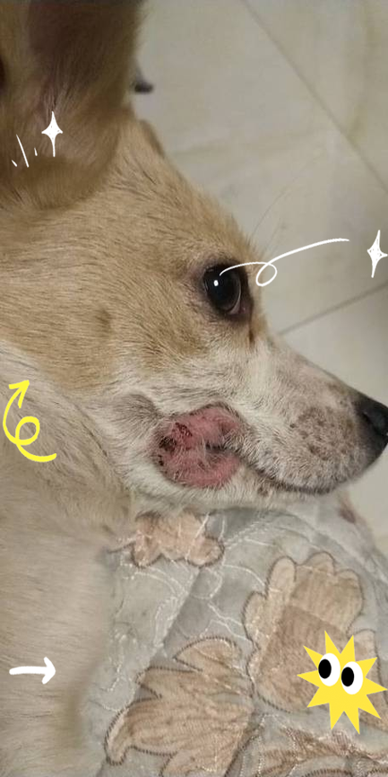 狗狗身上皮肤破了可以用碘伏擦擦吗