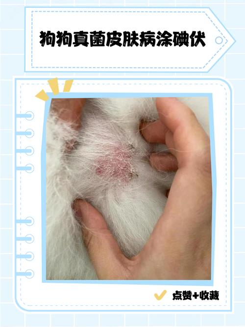 狗狗伤口怎么处理