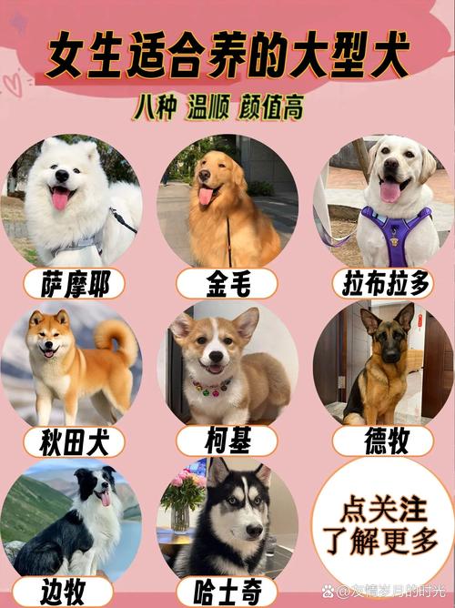 适合女生养的大中型狗狗有哪些?