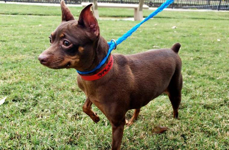 中型短毛干净好养的犬类有哪些