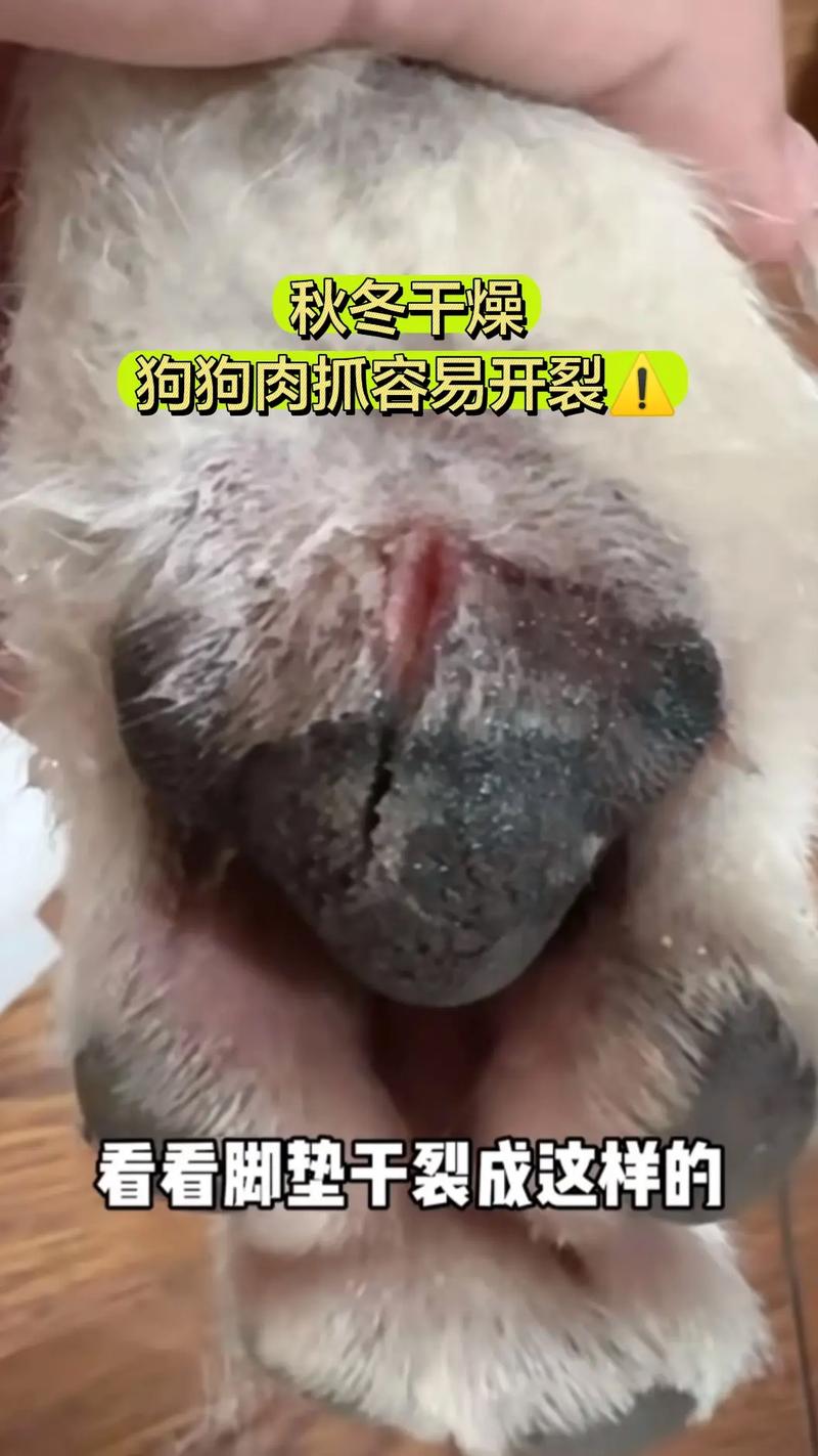 小狗的脚被踩了怎么办