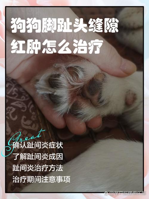 狗狗的脚受伤了怎么办用什么药