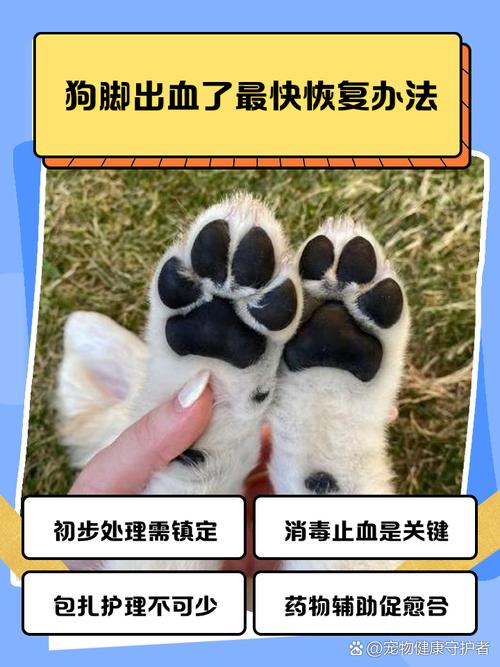 狗狗脚扭伤了怎么办