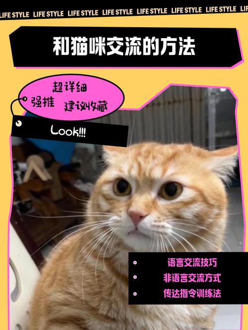 想和猫咪建立感情?不知道该怎么做,下面4个方法,值得学习