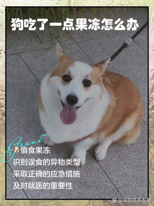 狗狗吃果冻会怎么样?