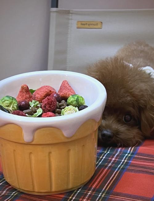 狗狗为什么不吃果冻