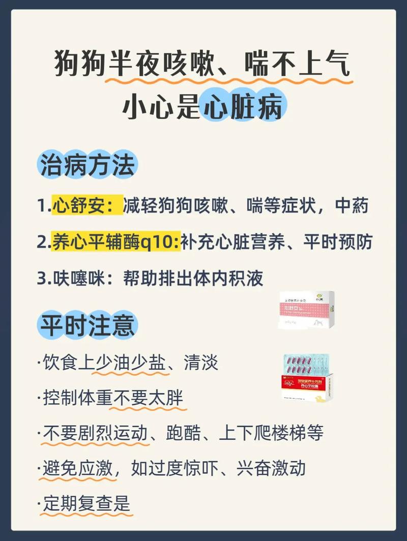 狗狗心脏肥大压迫气管咳嗽气喘怎么办