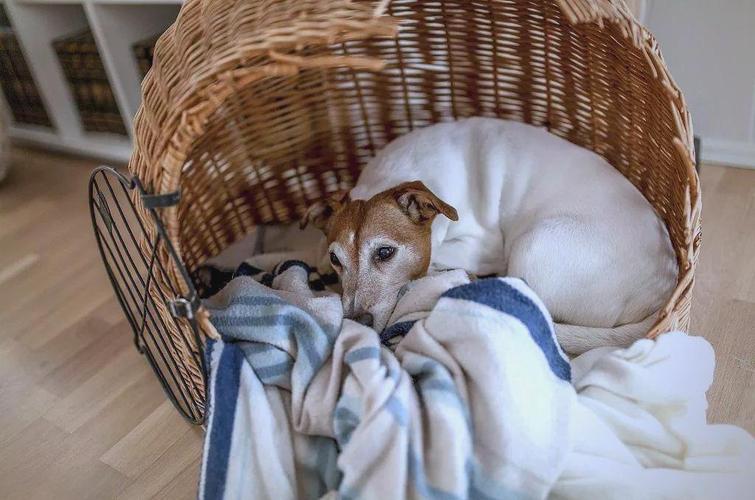 训练狗狗回窝睡觉的方法,训练狗狗站起来