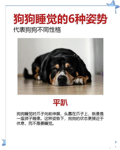 怎么训练让狗狗睡自己的狗窝?