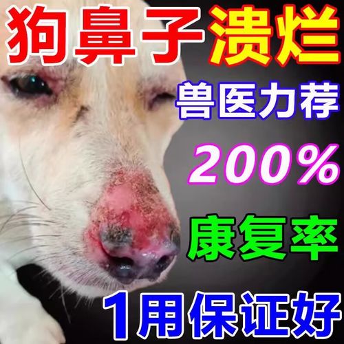狗狗鼻子溃烂用什么药