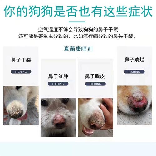 狗狗鼻子溃烂怎么治疗?