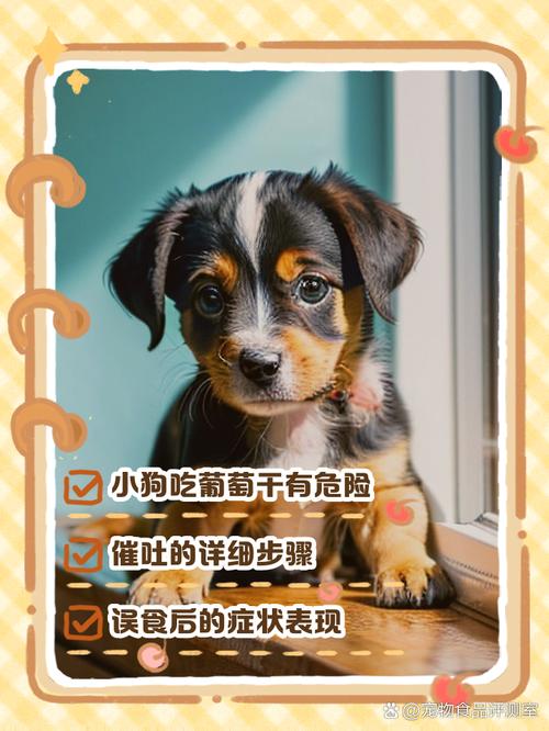 狗狗吃了1～2颗葡萄干怎么办