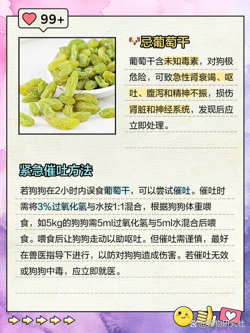 狗吃了葡萄干该怎么办