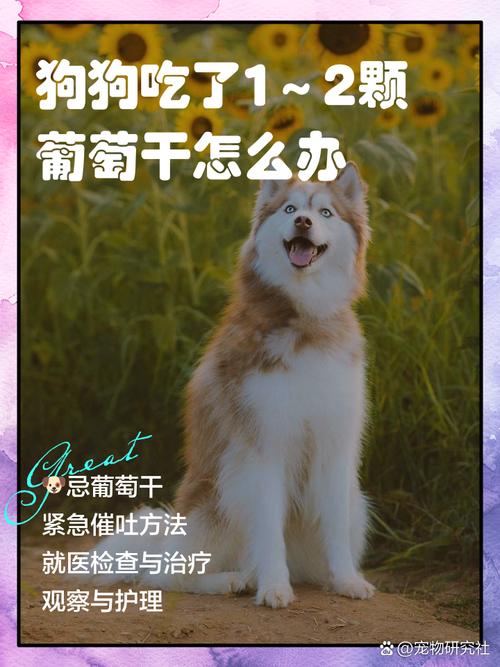 狗吃了葡萄怎么补救