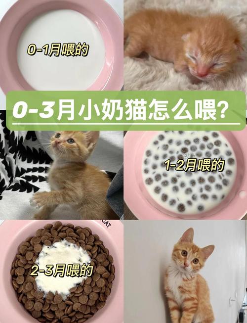 猫咪吃了一点人类吃的果冻有事吗!!!