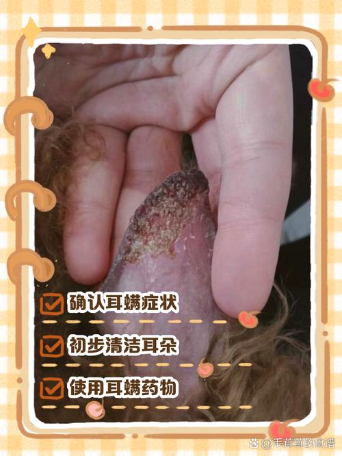 狗狗的耳朵有螨虫,怎么办?