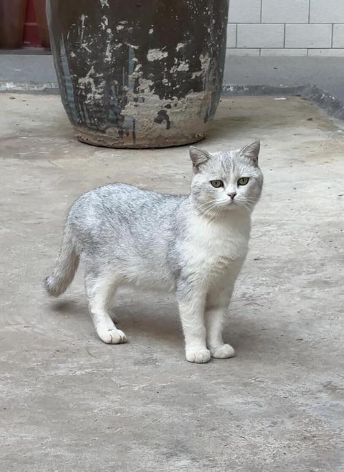 捡了一只银渐层怎么看是多大了