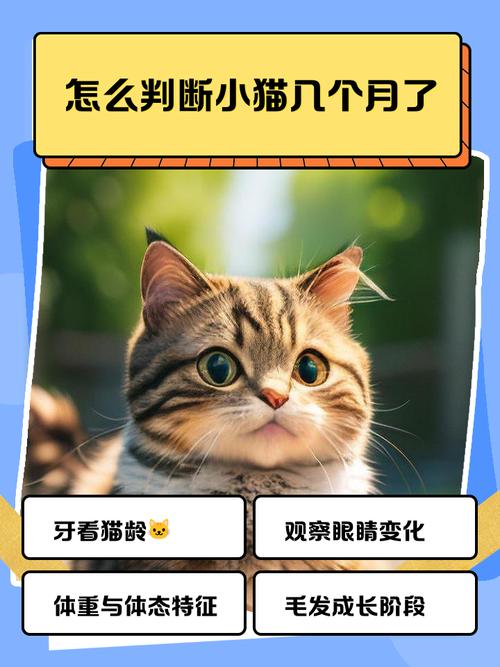 怎么判断猫出生几个月了?