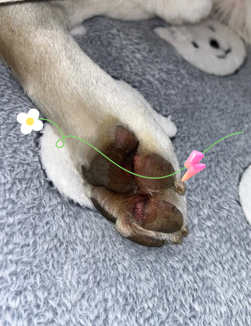 狗狗脚垫红肿