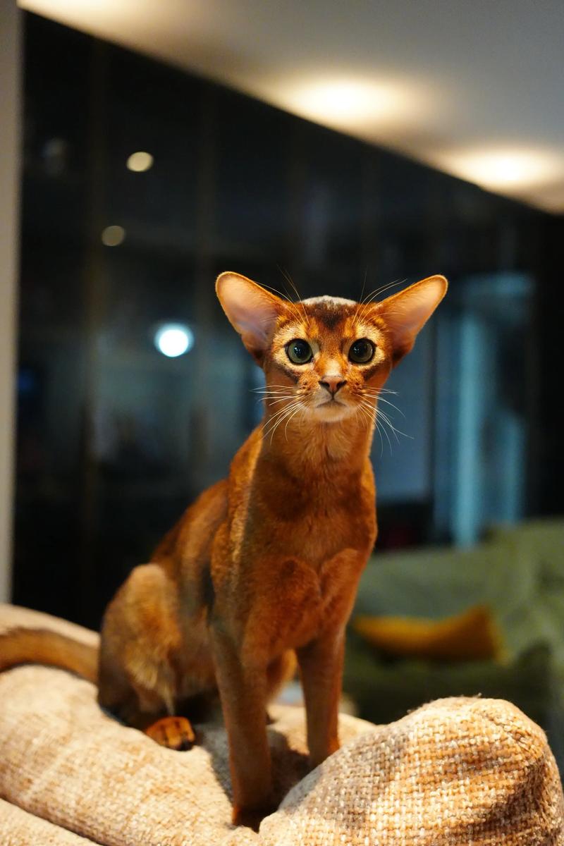 阿比西尼亚猫的智商怎么样?