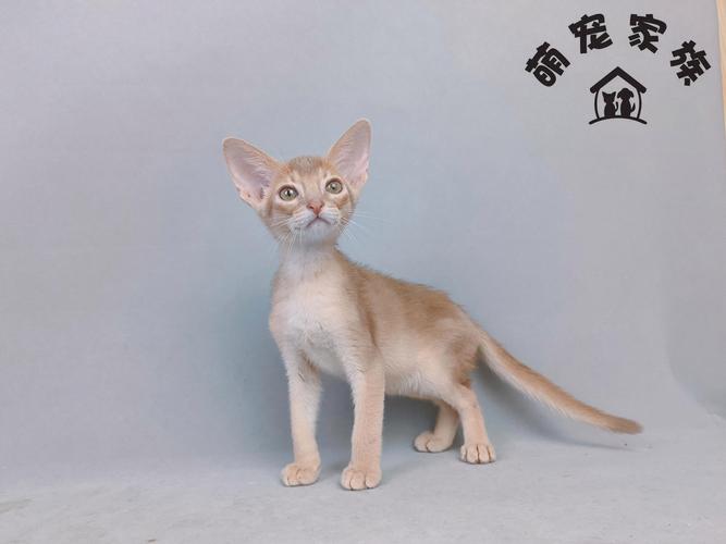 新手养猫|你知道猫咪都有哪些高智商行为