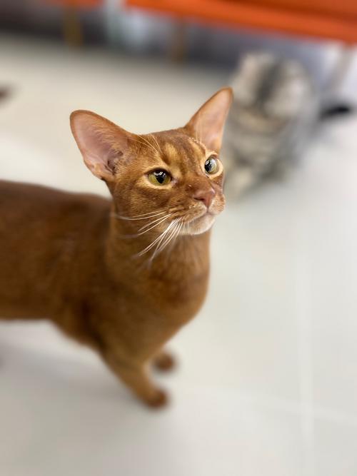 高智商猫咪的表现你家的中了几条?