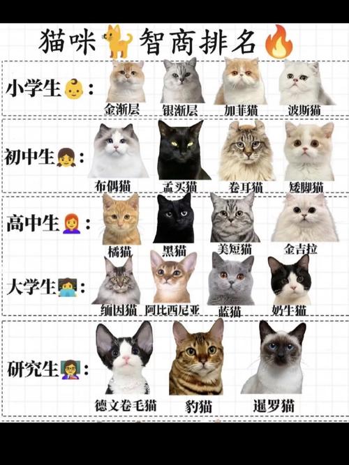 田园猫的智商是人几岁智商