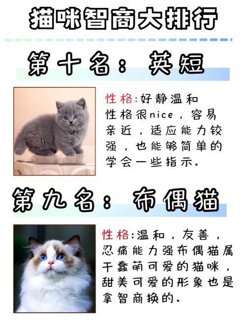 猫对主人的记忆有多久?