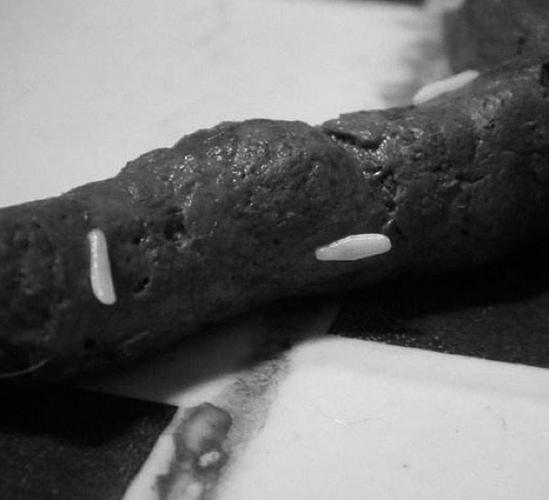 猫咪身上有黑色虫子怎么办