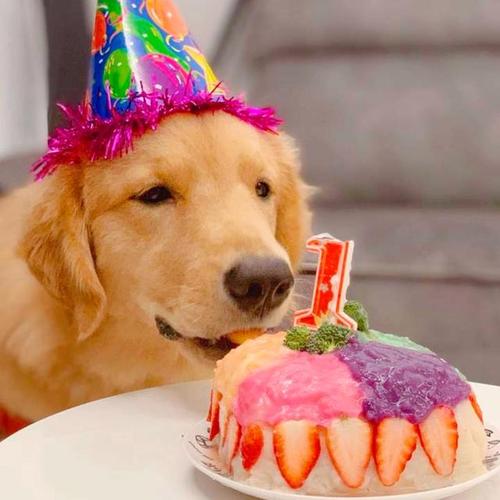 狗吃了蛋糕奶油会死吗?