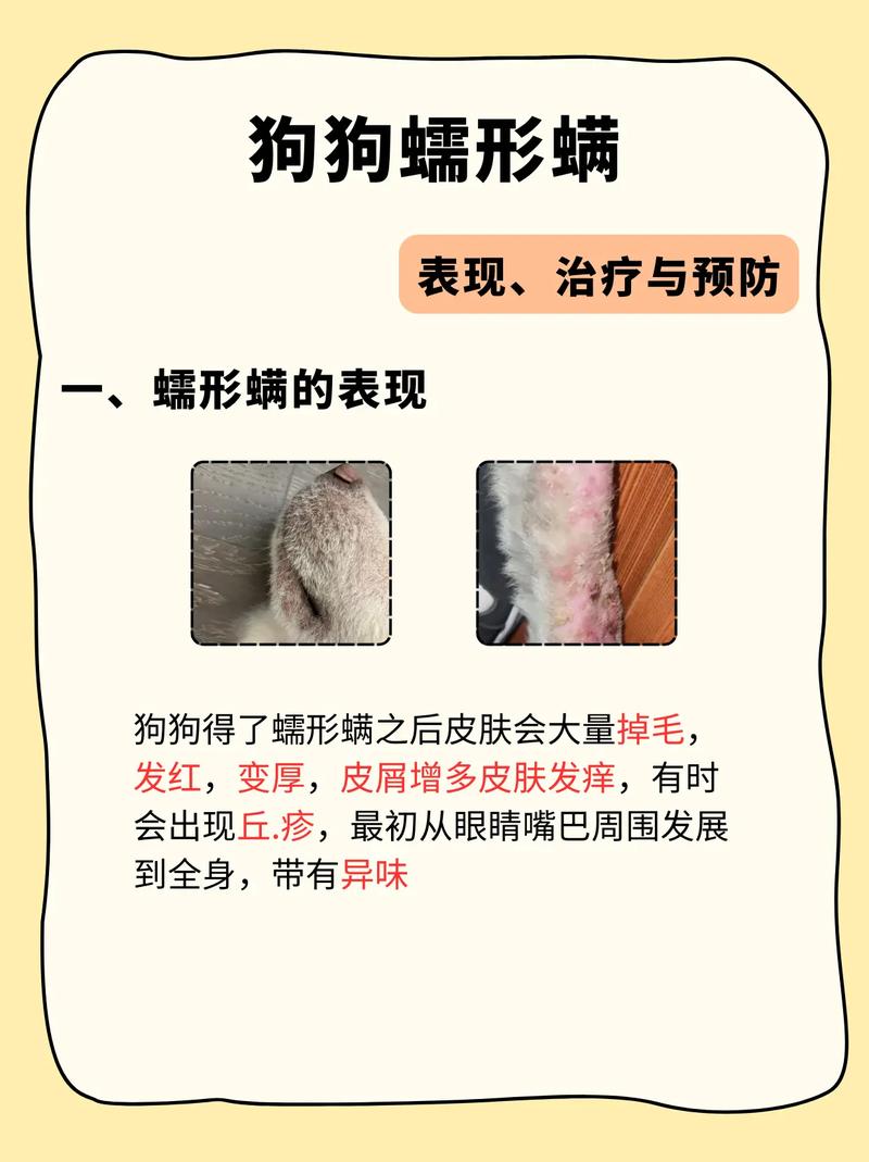 狗狗蠕形螨怎么治疗?
