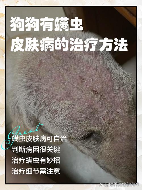 狗狗有螨虫该怎么办啊
