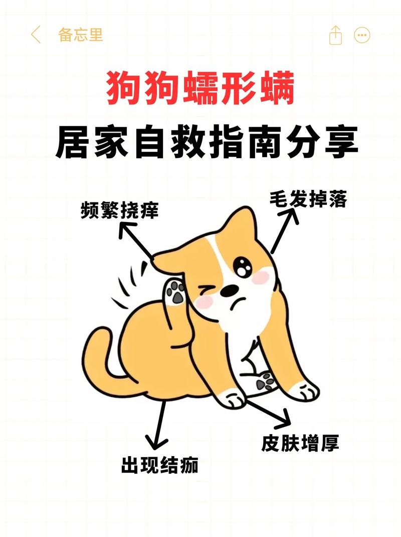 狗狗蠕形螨怎么治疗最有效