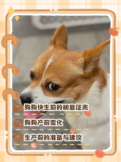 狗狗要生了有哪些表现?