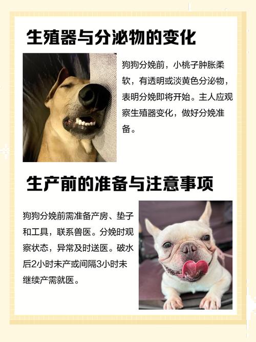 如何判断狗狗快要生了