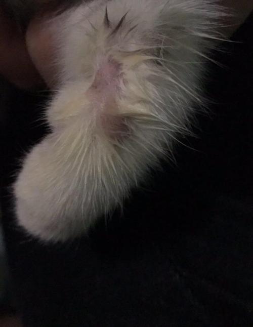 猫咪腹部有黑色的点点是什么情况?