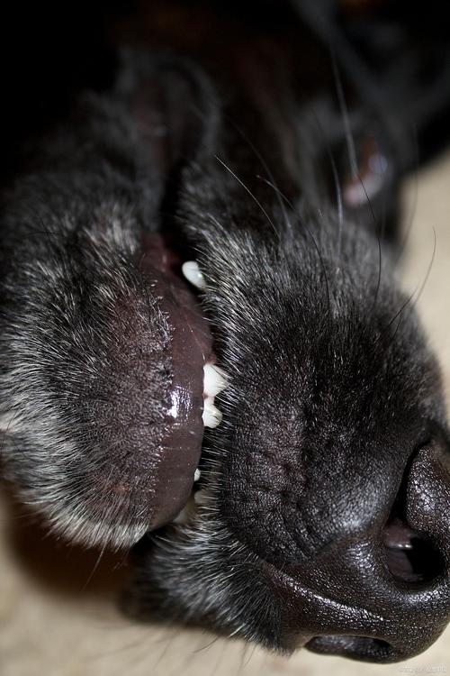 猫咪身上有黑色的点点是什么东西