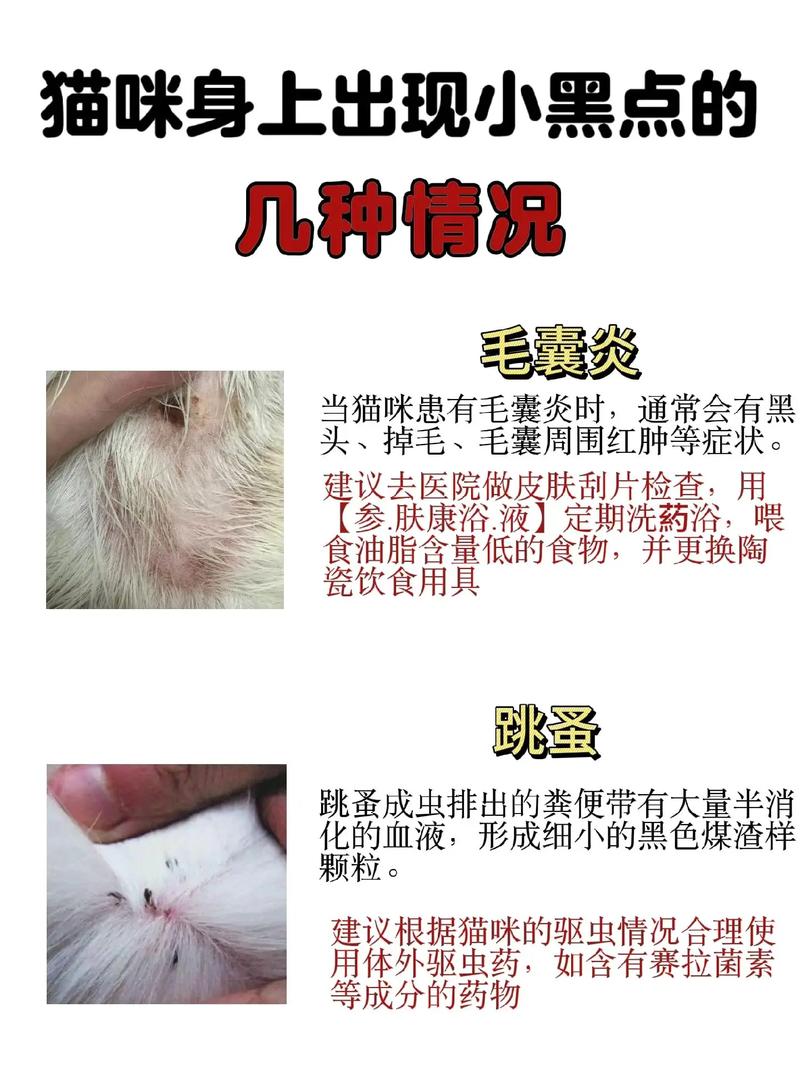 猫咪皮肤掉毛且毛发根部有黑色点点该怎么办?