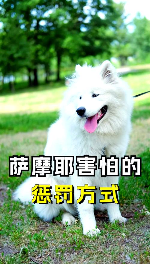 新手养狗|如何让毛孩子更听话呢_