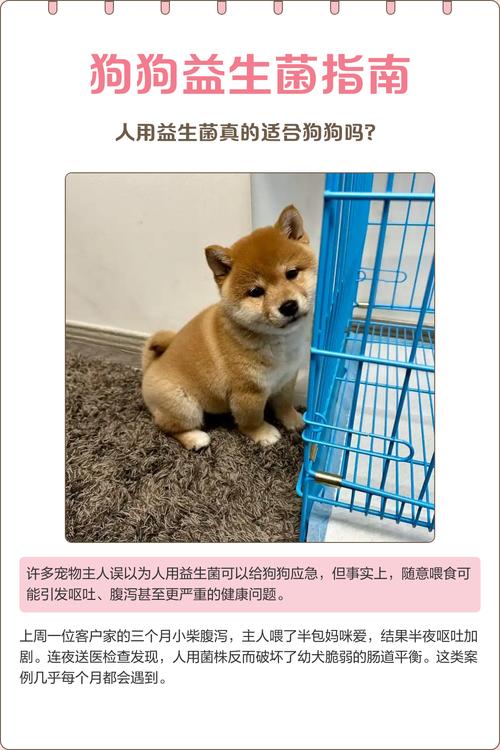 可以给狗狗吃人的益生菌吗?