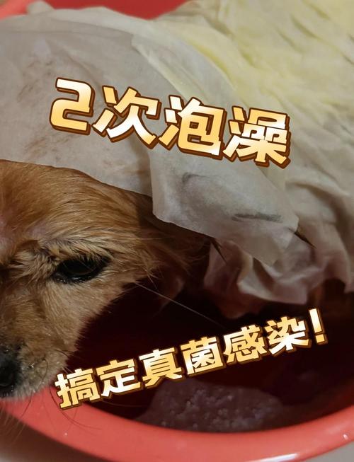 狗狗皮肤病可以用妇炎洁洗澡吗